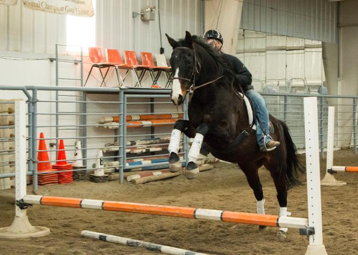 English style horse jumping in the CWC equine center