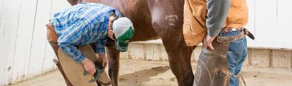 Two people working in front of a horse