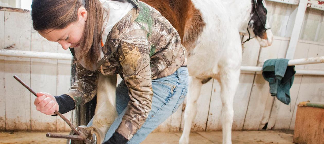 Student working on applying a horseshoe onto a horse