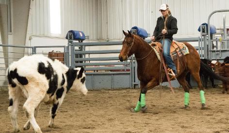 Man on horse facing cattle