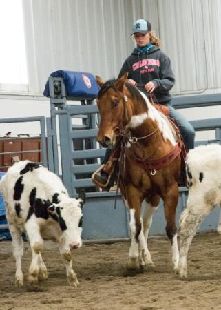 Rider on her hourse works cattle in the CWC equine center