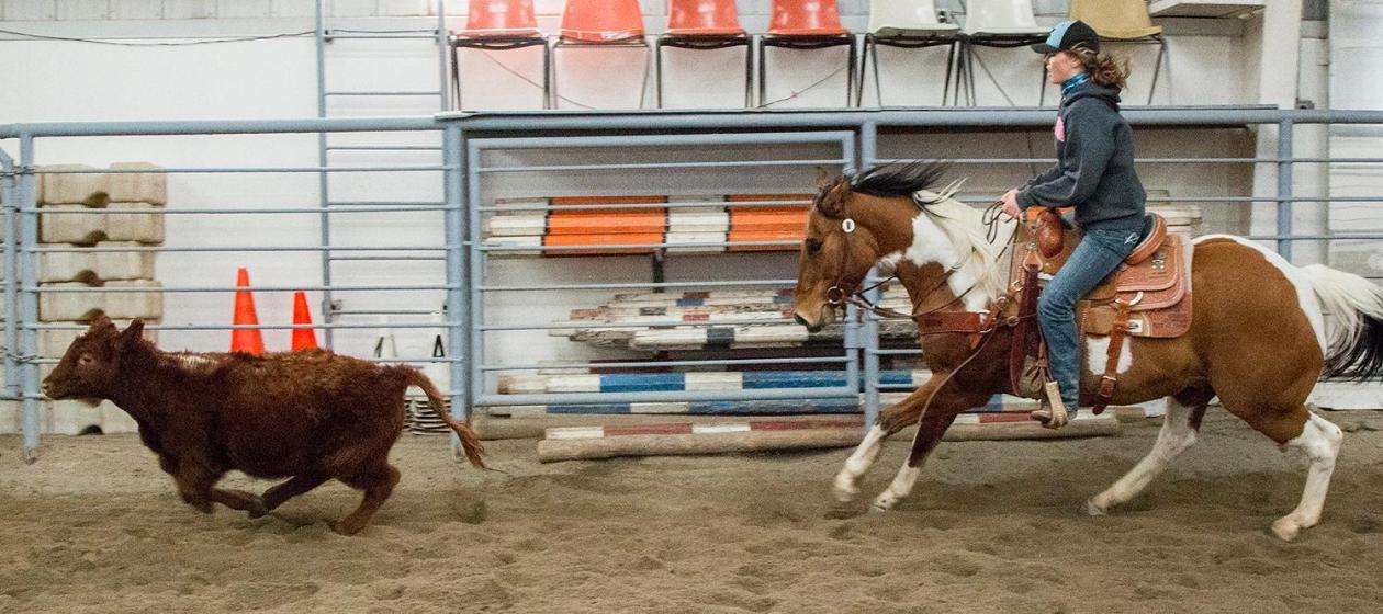 Woman riding a horse chasing a small cattle