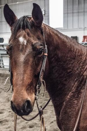 Close up of a horses face