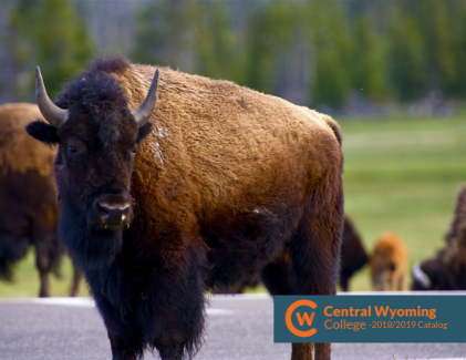 A buffalo stands in Yellowstone National Park